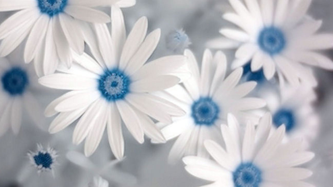 blue-and-white-flowers-wallpaper.jpg